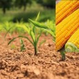 >>>Avis aux producteurs de maïs consommation relatif à la campagne 2023
>>>Demande d’autorisation pour la production de maïs consommation 2023
