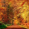 Le temps d’une balade ou d’une expo, laissez-vous séduire par les charmes de la forêt de la Comté en automne. Si la Forêt m’était Comté Espace Naturel Sensible Au coeur […]