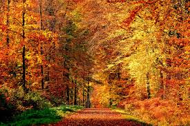 Le temps d’une balade ou d’une expo, laissez-vous séduire par les charmes de la forêt de la Comté en automne. Si la Forêt m’était Comté Espace Naturel Sensible Au coeur […]