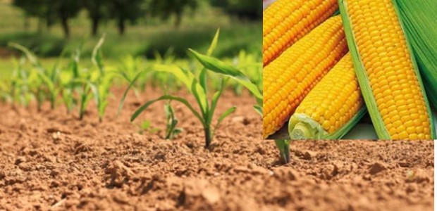 >>>Avis aux producteurs de maïs consommation relatif à la campagne 2023
>>>Demande d’autorisation pour la production de maïs consommation 2023
Partagez