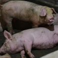 Depuis le 14 septembre dernier, les autorités belges ont déclaré plusieurs cas de Peste Porcine Africaine (PPA) dans la faune sauvage chez des sangliers. Cette Peste Porcine Africaine est sans […]