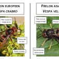 Le frelon asiatique est de plus en plus présent sur le territoire de notre région. La direction régionale de l’alimentation, de l’agriculture et de la forêt, en partenariat avec la […]