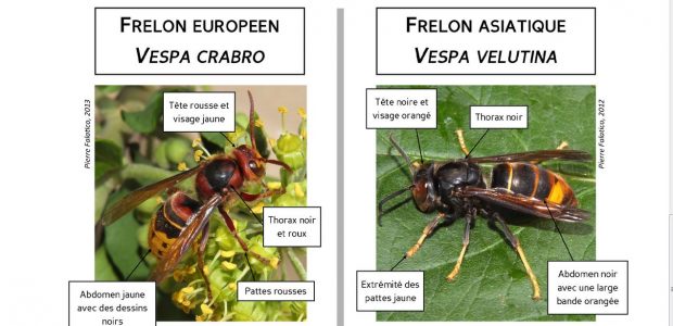 Le frelon asiatique est de plus en plus présent sur le territoire de notre région. La direction régionale de l’alimentation, de l’agriculture et de la forêt, en partenariat avec la […]